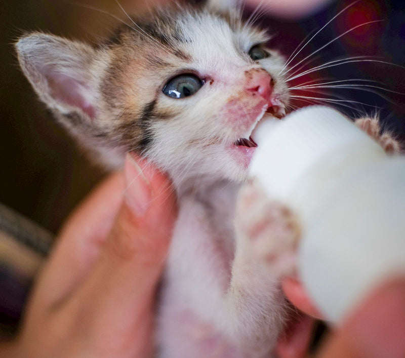 Cats being fed at a shelter