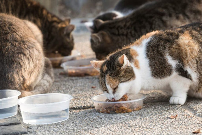 Abandoned cats being fed by volunteers
