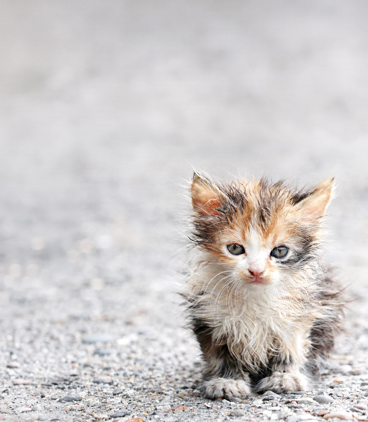 A street kitten on gravel
