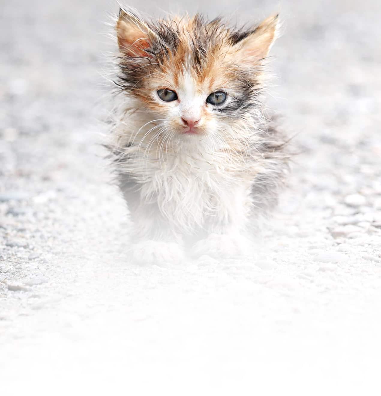 A street kitten on gravel