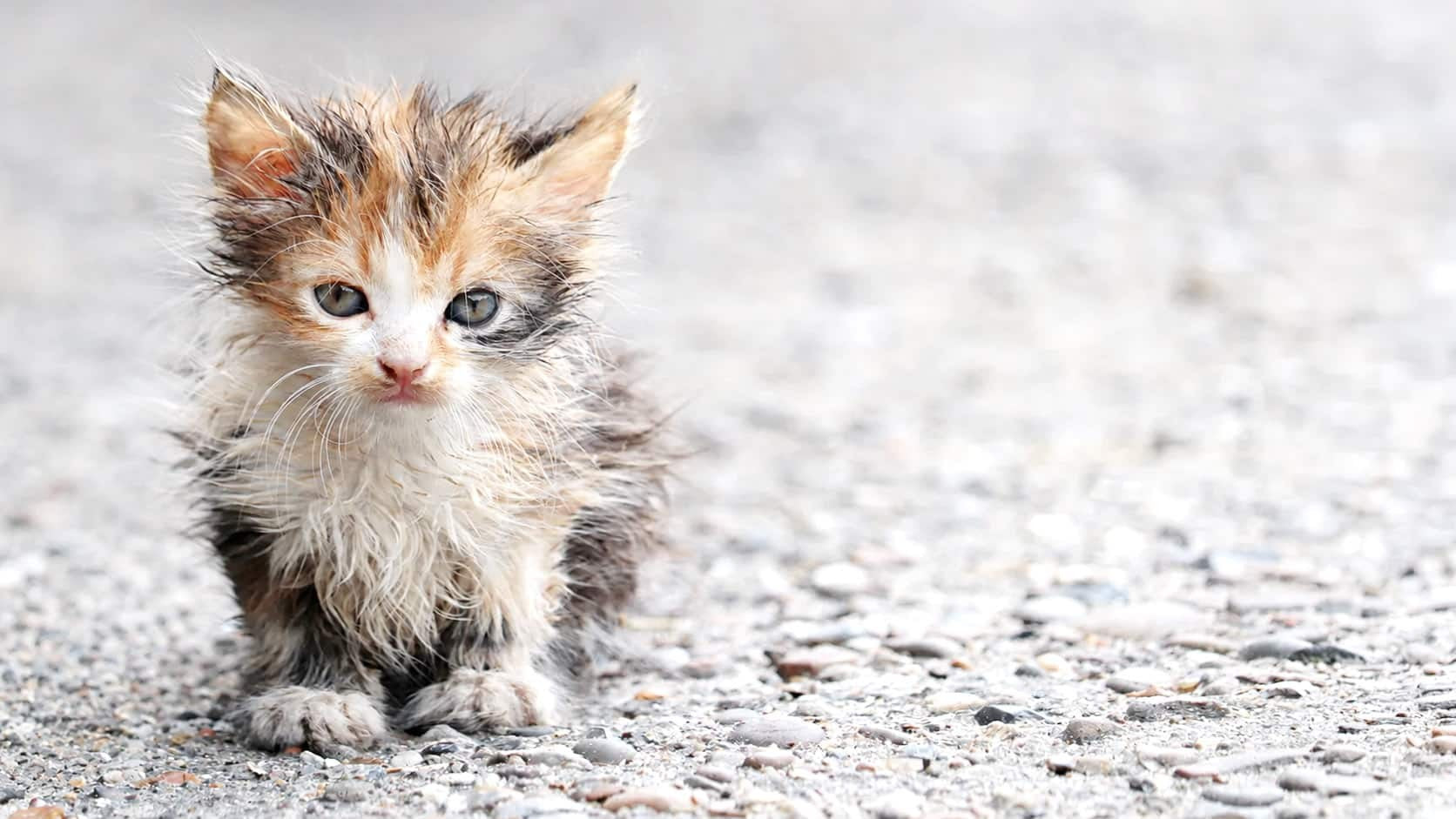A street kitten on gravel