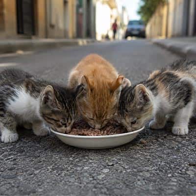 We help get meals to cats