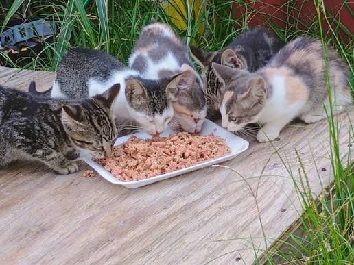 Abandoned cats being fed by volunteers