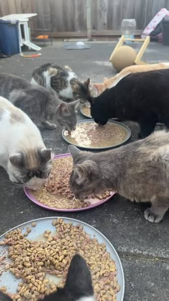 Abandoned cats being fed by volunteers